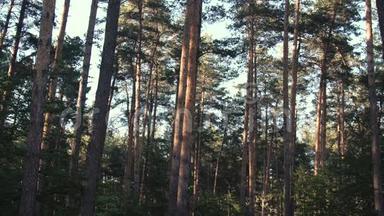 森林里的老松树